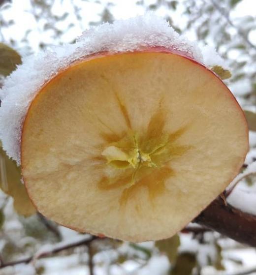 合作产品/ 新疆伊犁生态苹果 商品图1