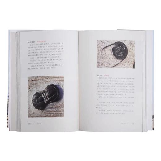 化石 远古的馈赠 克里斯•佩兰特 著 三联书店 商品图3