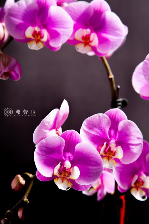 蛇年吉祥 商品图3