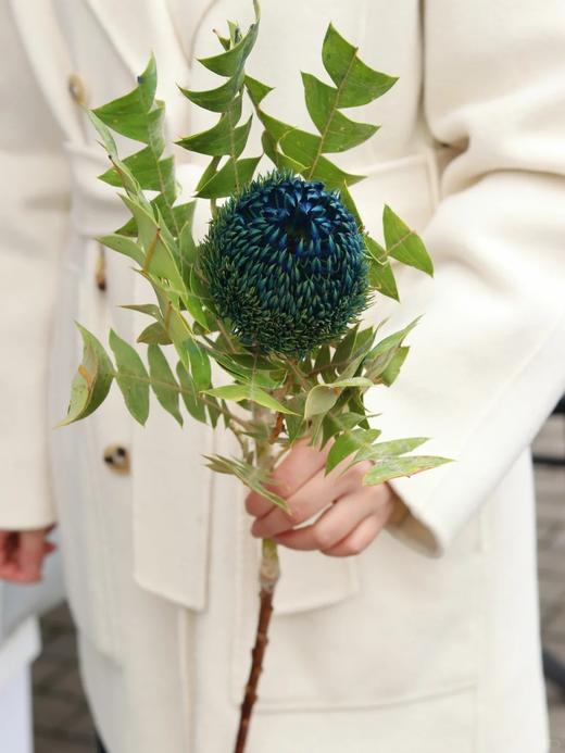 澳大利亚进口各色佛塔花班克木干花 商品图3