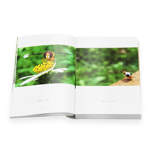 下里巴虫 昆虫王国 时代的昆虫记 卢跃刚 著 三联书店 商品图3