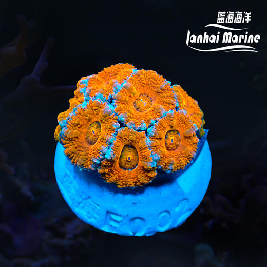 彩虹糖果脑 商品图0