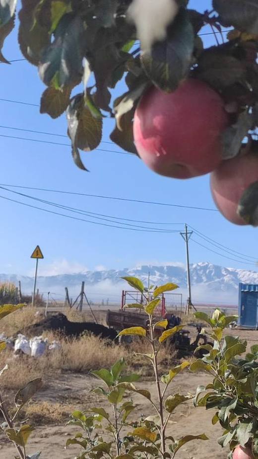 合作产品/ 新疆伊犁生态苹果 商品图7