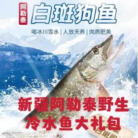 新疆正宗阿勒泰乌伦古湖野生净膛冷水鱼10斤礼盒装 / 保温箱新疆直发