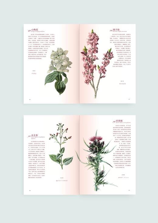 花之语：英国古典版画里的花草秘事 崔莹 著 三联书店 商品图4