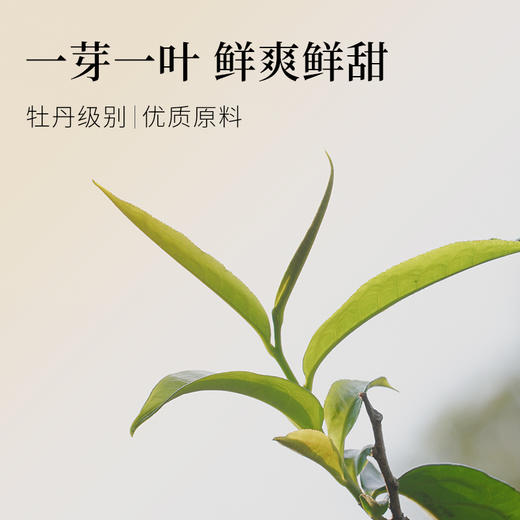 茶鲜森蜜白古树白茶高海拔蜜香小龙珠拍3发4送杯子【森之味】 商品图2