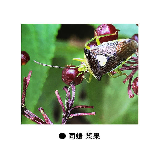 下里巴虫 昆虫王国 时代的昆虫记 卢跃刚 著 三联书店 商品图4