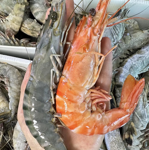 无冰衣黑虎虾，春节餐桌必备，大个头，肉质紧实，约16-20头一箱，2斤/箱 商品图0
