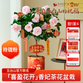 2盆 荔枝山茶花+6颗 拼色水仙种球｜新客福利