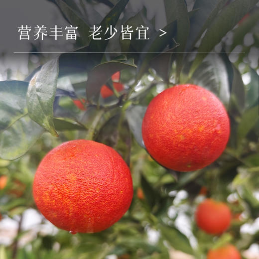 【第三批预售】资中塔罗科血橙 富含花青素 鲜嫩多汁（预计3月1号开始发货，不可使用优惠券） 商品图0