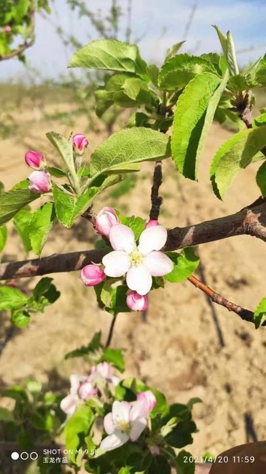 合作产品/ 新疆伊犁生态苹果 商品图13