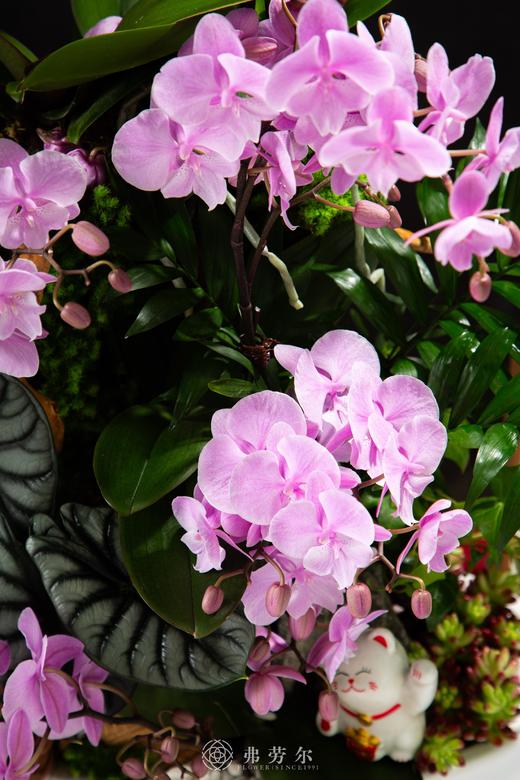 蛇舞新春 商品图2