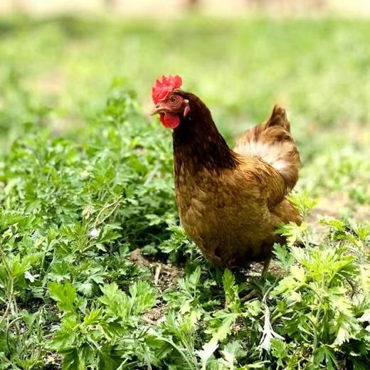 合作 | 生态散养艾叶鸡蛋10枚（非受精卵） | 产地：河北廊坊 | 生产者：纯草农庄【公平贸易农人定价】 商品图1