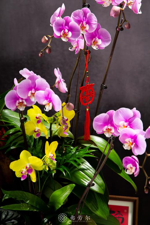 蛇年吉祥 商品图1