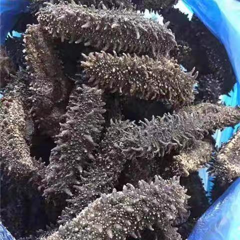 俄罗斯进口萨哈林大红参 20头 纯野生海参 淡干货海参 商品图2