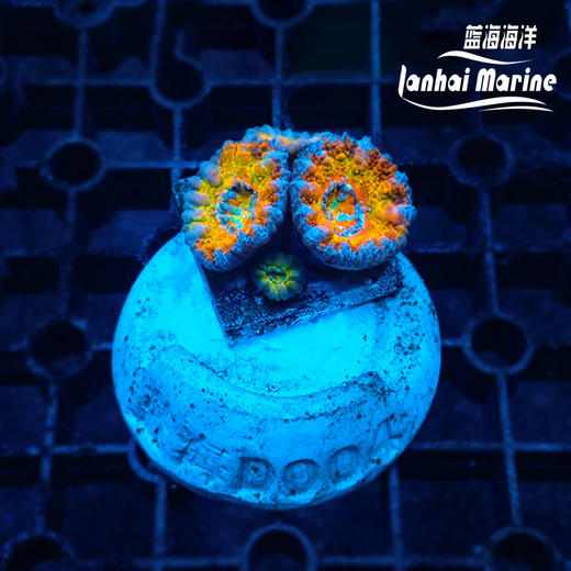 彩虹糖果脑 商品图4