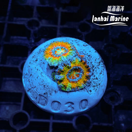 彩虹糖果脑 商品图7