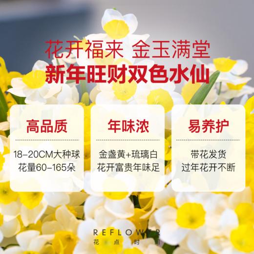 2盆 荔枝山茶花+6颗 拼色水仙种球｜新客福利 商品图3