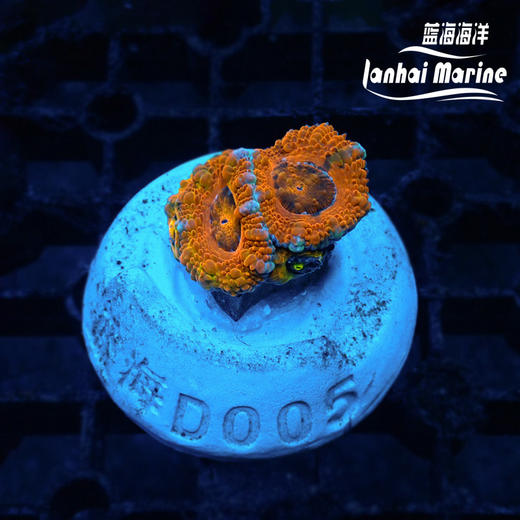 彩虹糖果脑 商品图6