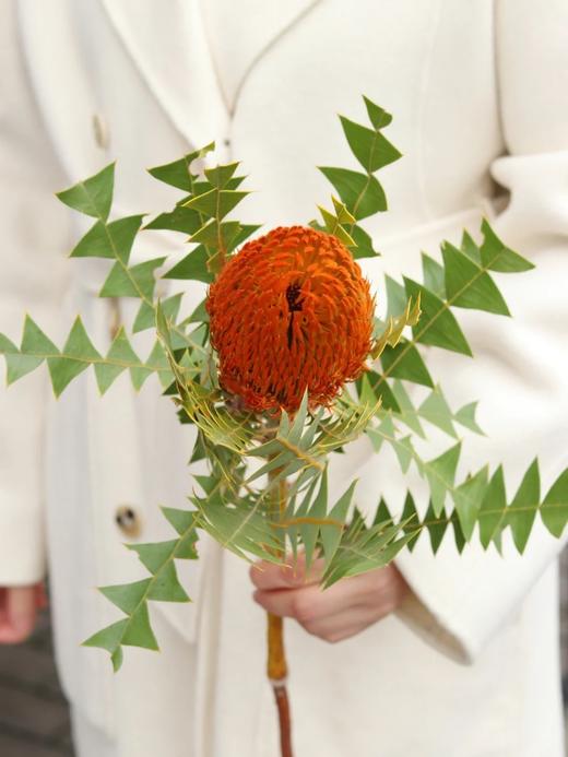 澳大利亚进口各色佛塔花班克木干花 商品图2