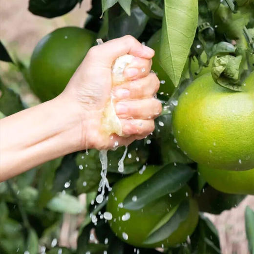 【分仓直发包邮】福建漳州翡翠葡萄柚一级果5斤（3-5个）（大果单果450g+） 商品图1