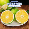 【分仓直发包邮】福建漳州翡翠葡萄柚一级果5斤（3-5个）（大果单果450g+） 商品缩略图0