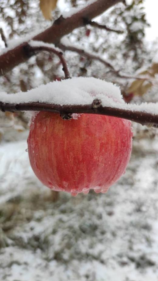 合作产品/ 新疆伊犁生态苹果 商品图4
