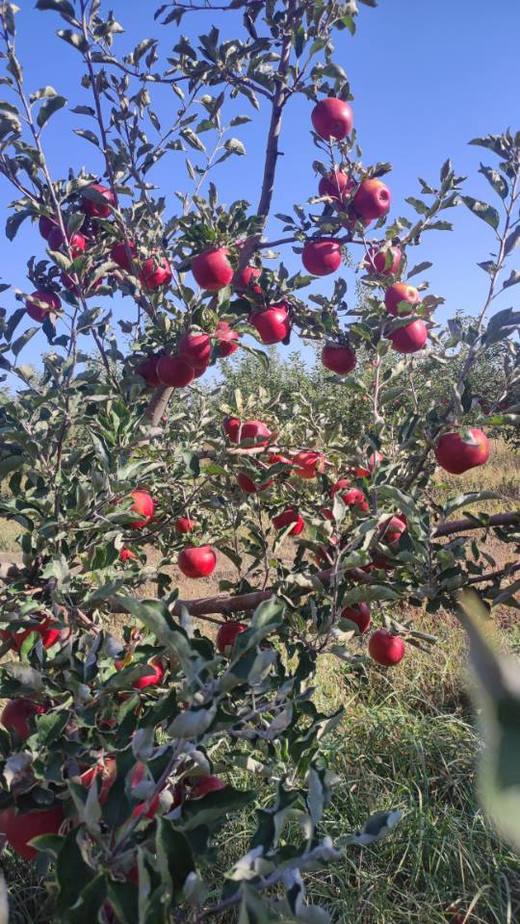 合作产品/ 新疆伊犁生态苹果 商品图8