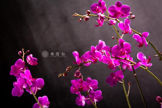 金蛇献瑞 商品图4