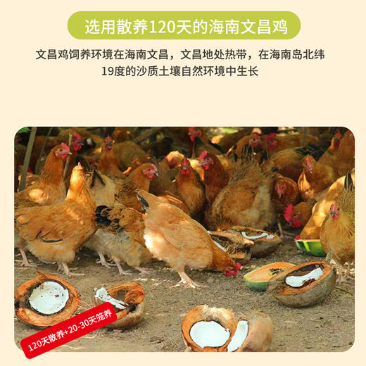 文昌鸡椰子鸡套餐 （1只鸡+椰子水套餐）  备注：鸡重1kg 商品图2