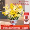 2盆 荔枝山茶花+6颗 拼色水仙种球｜新客福利 商品缩略图1