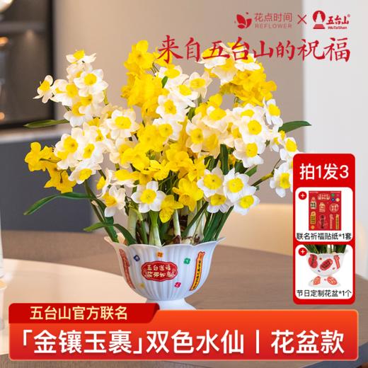 2盆 荔枝山茶花+6颗 拼色水仙种球｜新客福利 商品图1