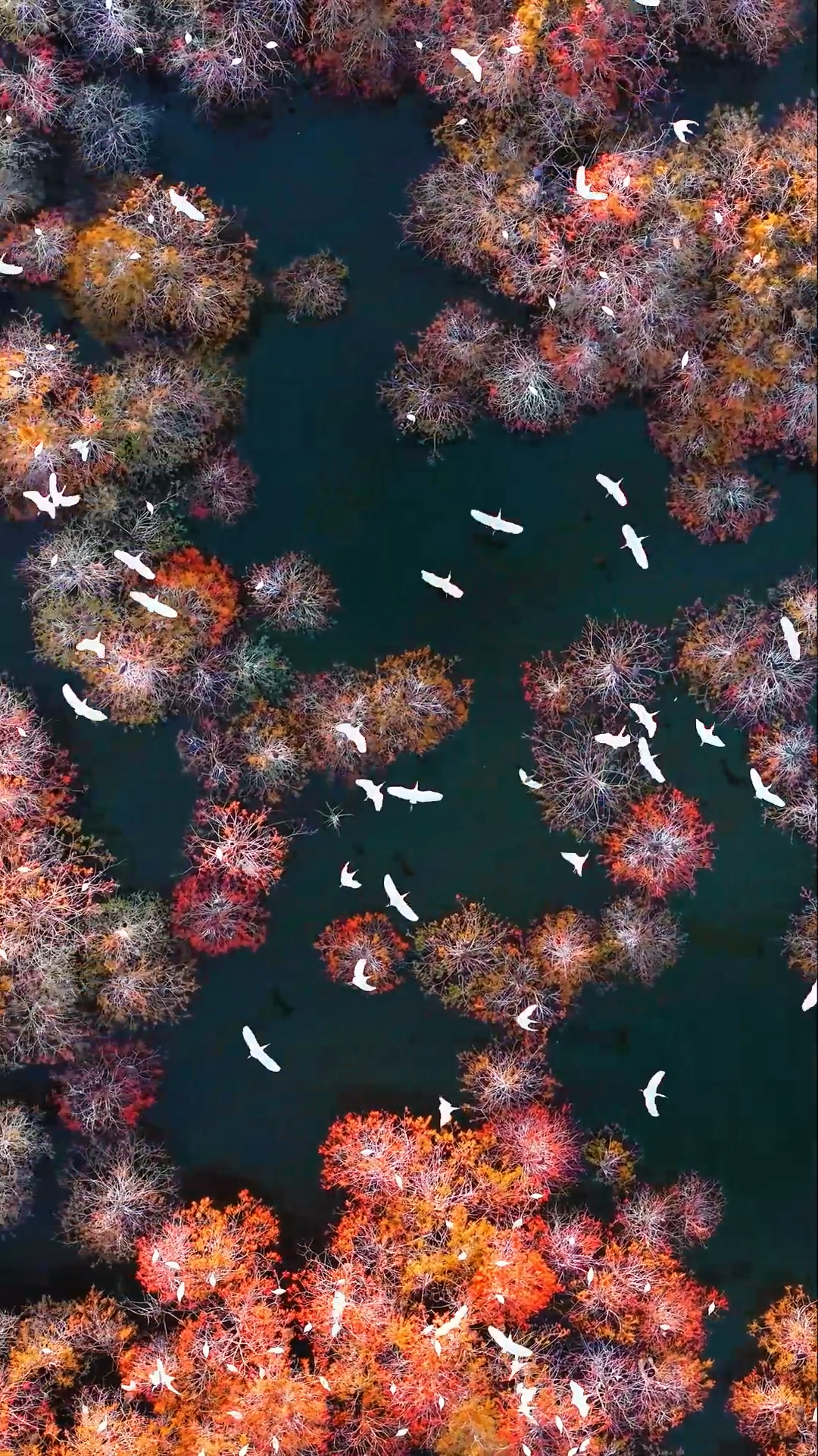 1月21日出发 “鹭鸟的天堂”1天航拍<精品小团>