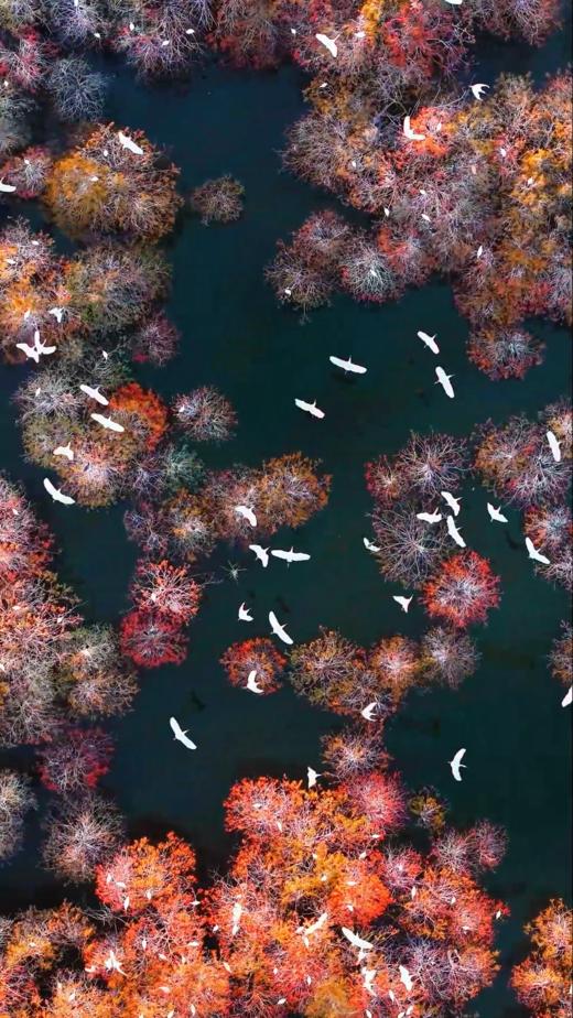 1月21日中山 “鹭鸟的天堂”1天航拍<精品小团> 商品图1