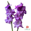 剑兰-传闻 5枝一扎 商品缩略图0