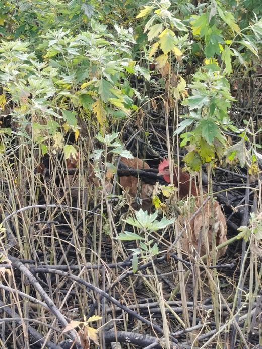 合作 | 生态散养艾叶鸡蛋10枚（非受精卵） | 产地：河北廊坊 | 生产者：纯草农庄【公平贸易农人定价】 商品图2