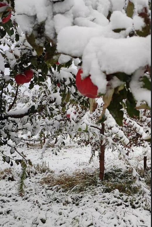 合作产品/ 新疆伊犁生态苹果 商品图12