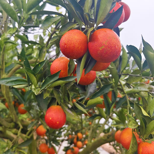 【第三批预售】资中塔罗科血橙 富含花青素 鲜嫩多汁（预计3月1号开始发货，不可使用优惠券） 商品图4