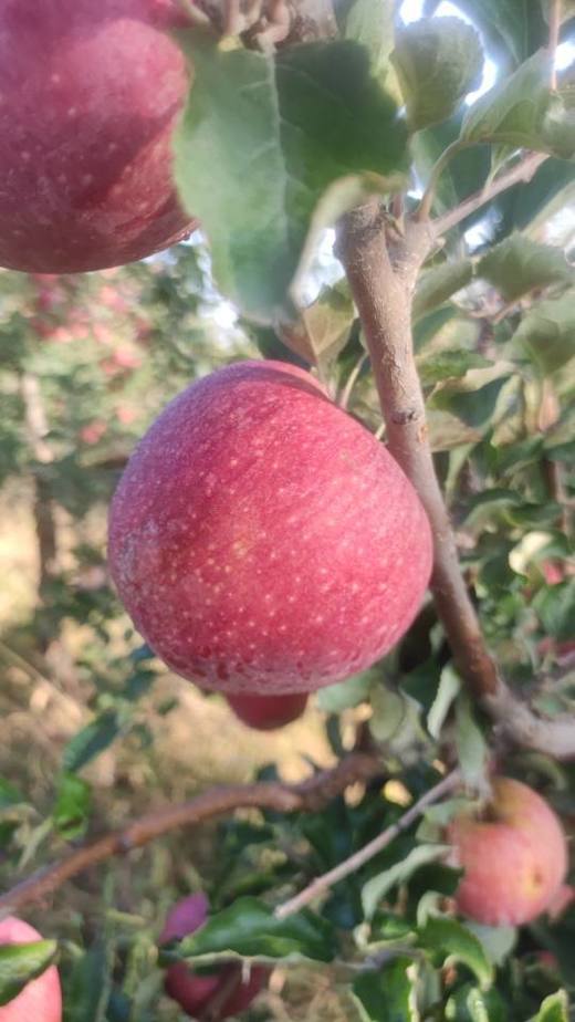 合作产品/ 新疆伊犁生态苹果 商品图10