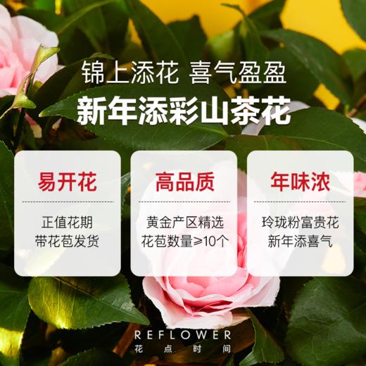 2盆 荔枝山茶花+6颗 拼色水仙种球｜新客福利 商品图2