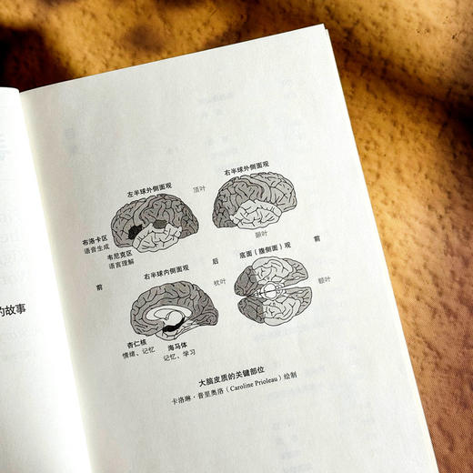 寻找正确的单词 一个关于文学 悲伤和大脑的故事 薄荷实验 商品图7