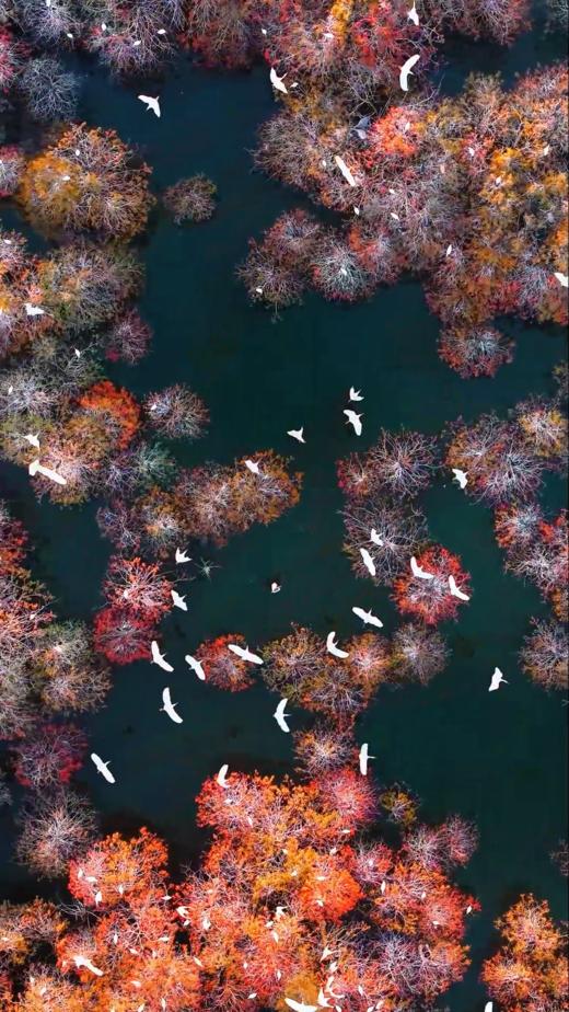 1月21日中山 “鹭鸟的天堂”1天航拍<精品小团> 商品图6