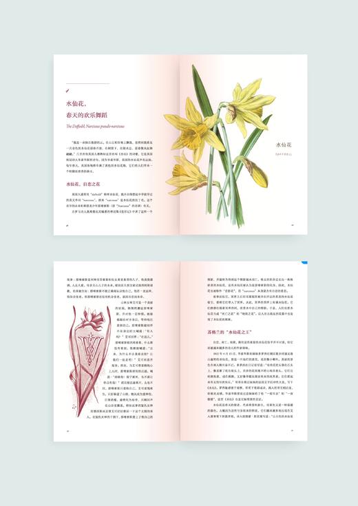 花之语：英国古典版画里的花草秘事 崔莹 著 三联书店 商品图3