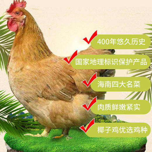 文昌鸡椰子鸡套餐 （1只鸡+椰子水套餐）  备注：鸡重1kg 商品图3