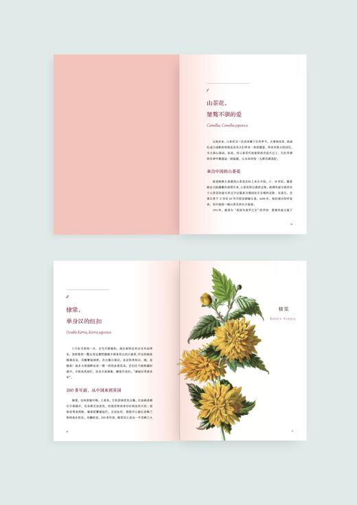 花之语：英国古典版画里的花草秘事 崔莹 著 三联书店 商品图1