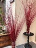 伊朗进口红瑞木红柳鲜切枝 商品缩略图0