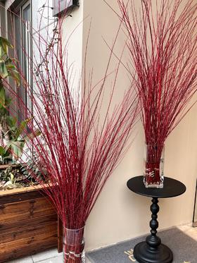 伊朗进口红瑞木红柳鲜切枝