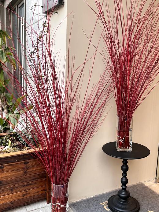 伊朗进口红瑞木红柳鲜切枝 商品图0