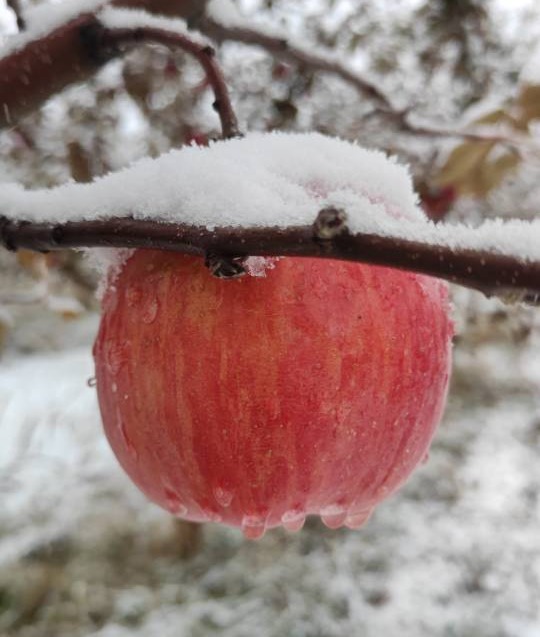 合作产品/ 新疆伊犁生态苹果