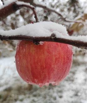 合作产品/ 新疆伊犁生态苹果